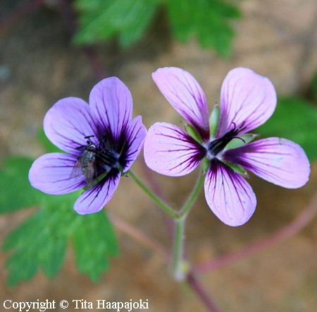 Geranium 'Salome', jalokurjenpolvi